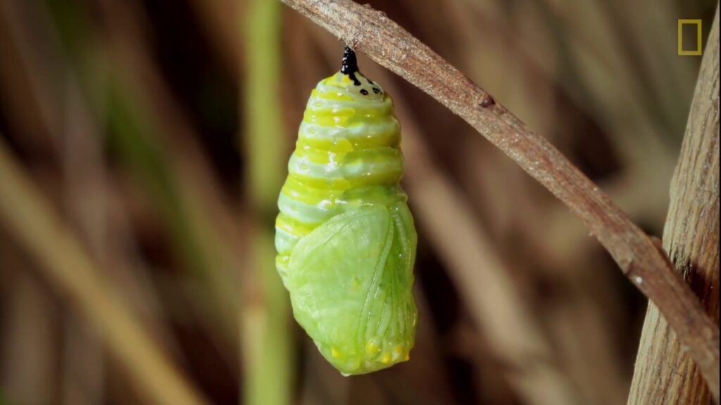 en argentina larva de mariposa plaga