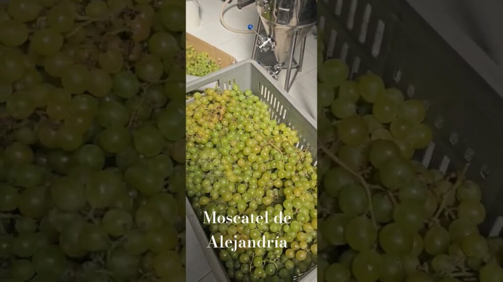 uva tinta cultivada en el noroeste de la península ibérica crucigrama