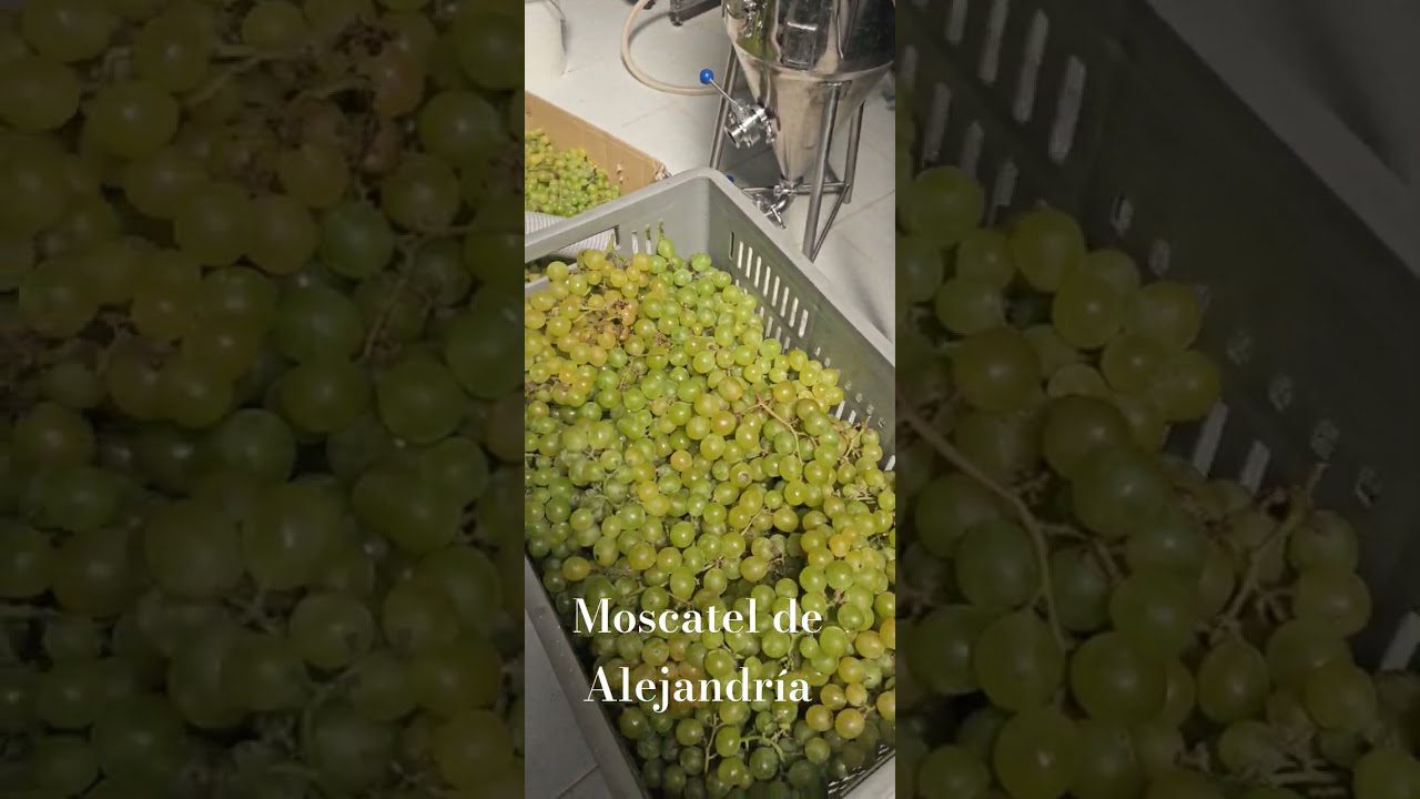 uva tinta cultivada en el noroeste de la península ibérica crucigrama