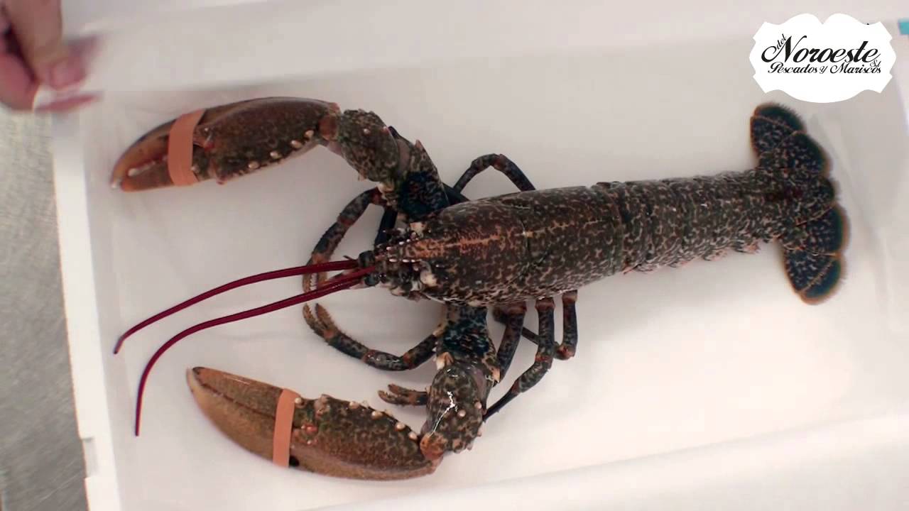 noroeste pescados y mariscos