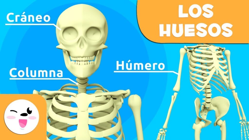 ocio qué es el sistema óseo