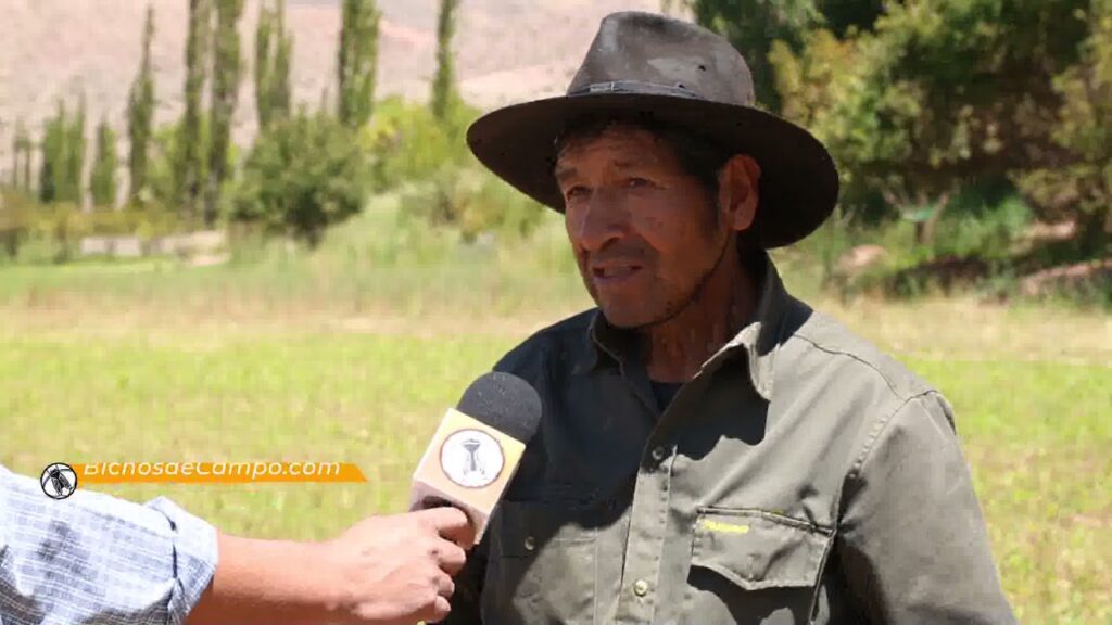 que se produce en el noroeste argentino
