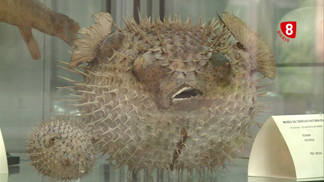 vestigios antiguos encontrados en Villafranca del Bierzo